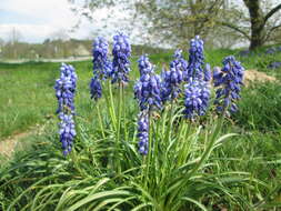 Imagem de Muscari armeniacum H. J. Veitch