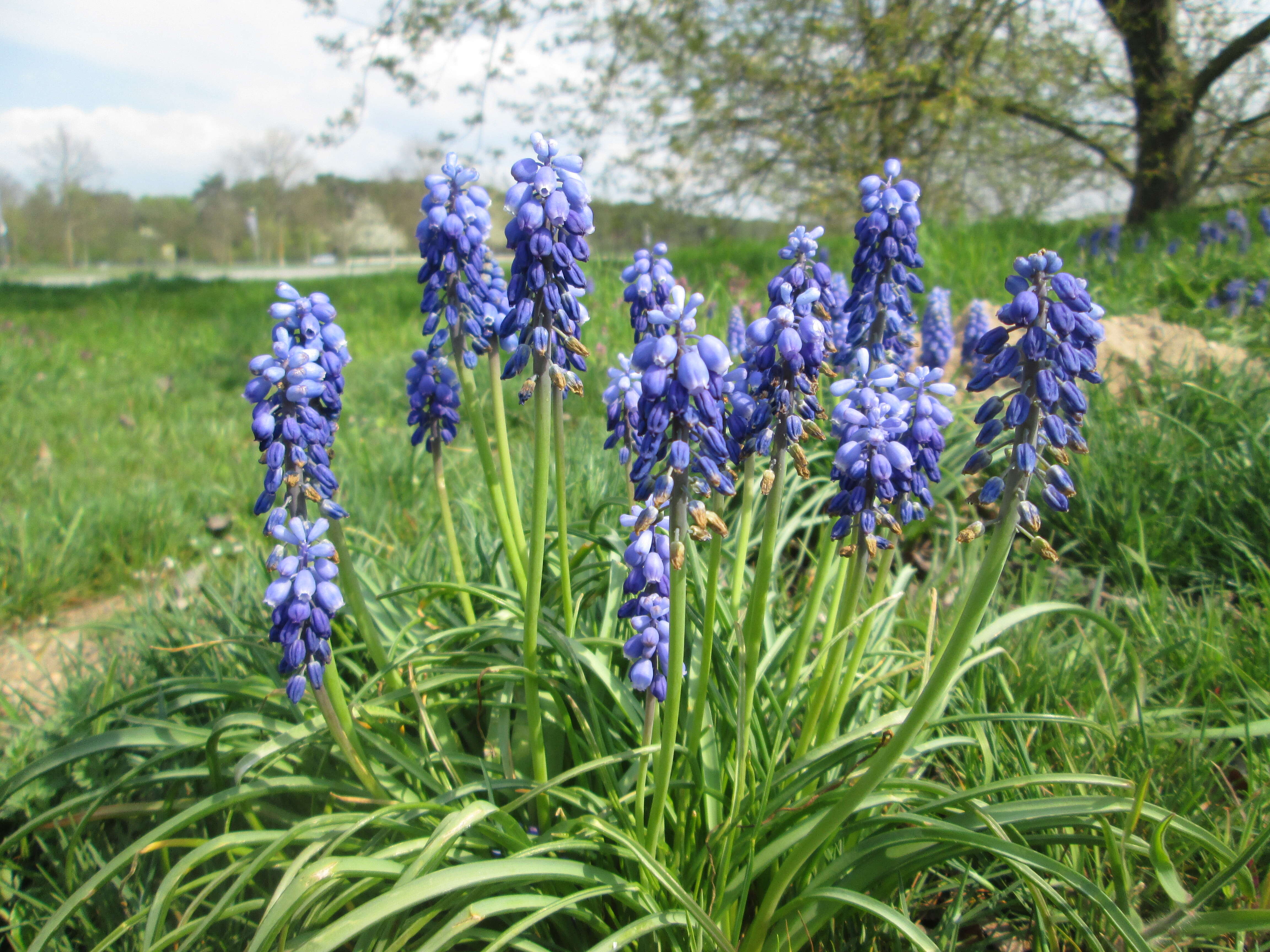 Imagem de Muscari armeniacum H. J. Veitch