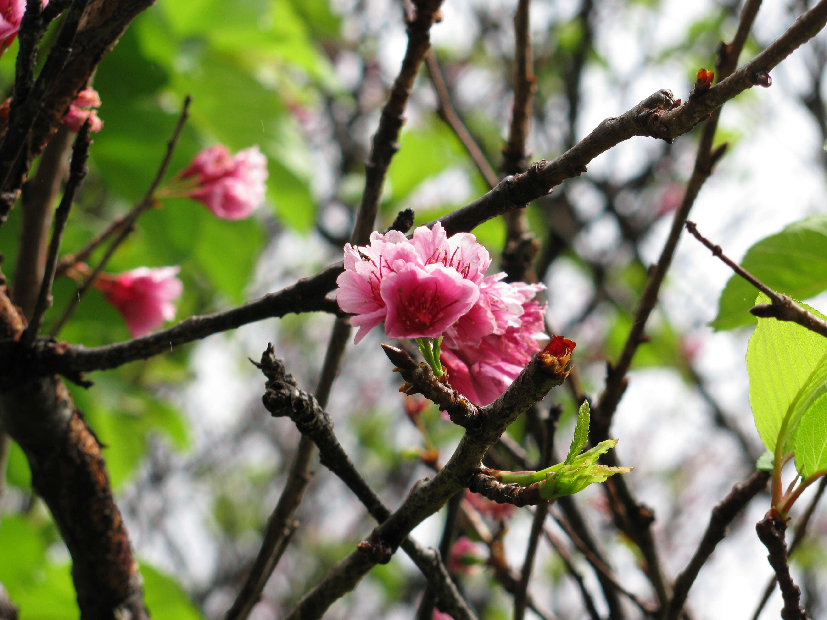 山櫻花的圖片