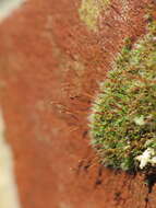 Image of tortula moss