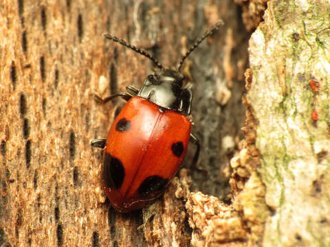 Image of Endomychus biguttatus Say 1824