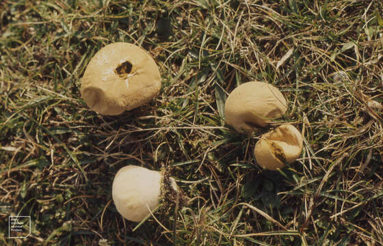 Imagem de Lycoperdon dermoxanthum Vittad. 1843