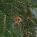 Image of Melaleuca acacioides F. Müll.