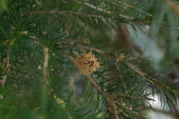 Image of Melaleuca acacioides F. Müll.