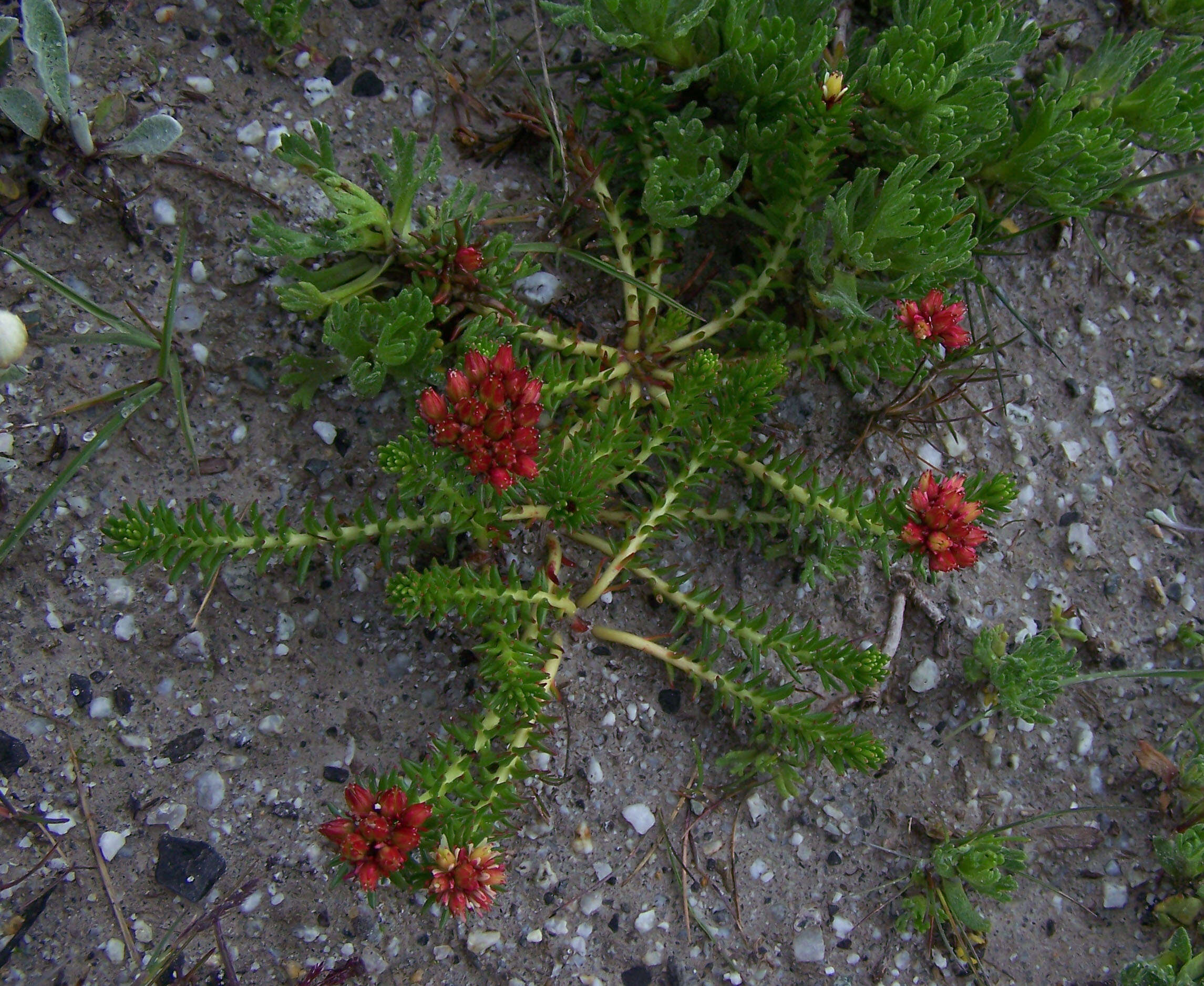 Image of stonecrop