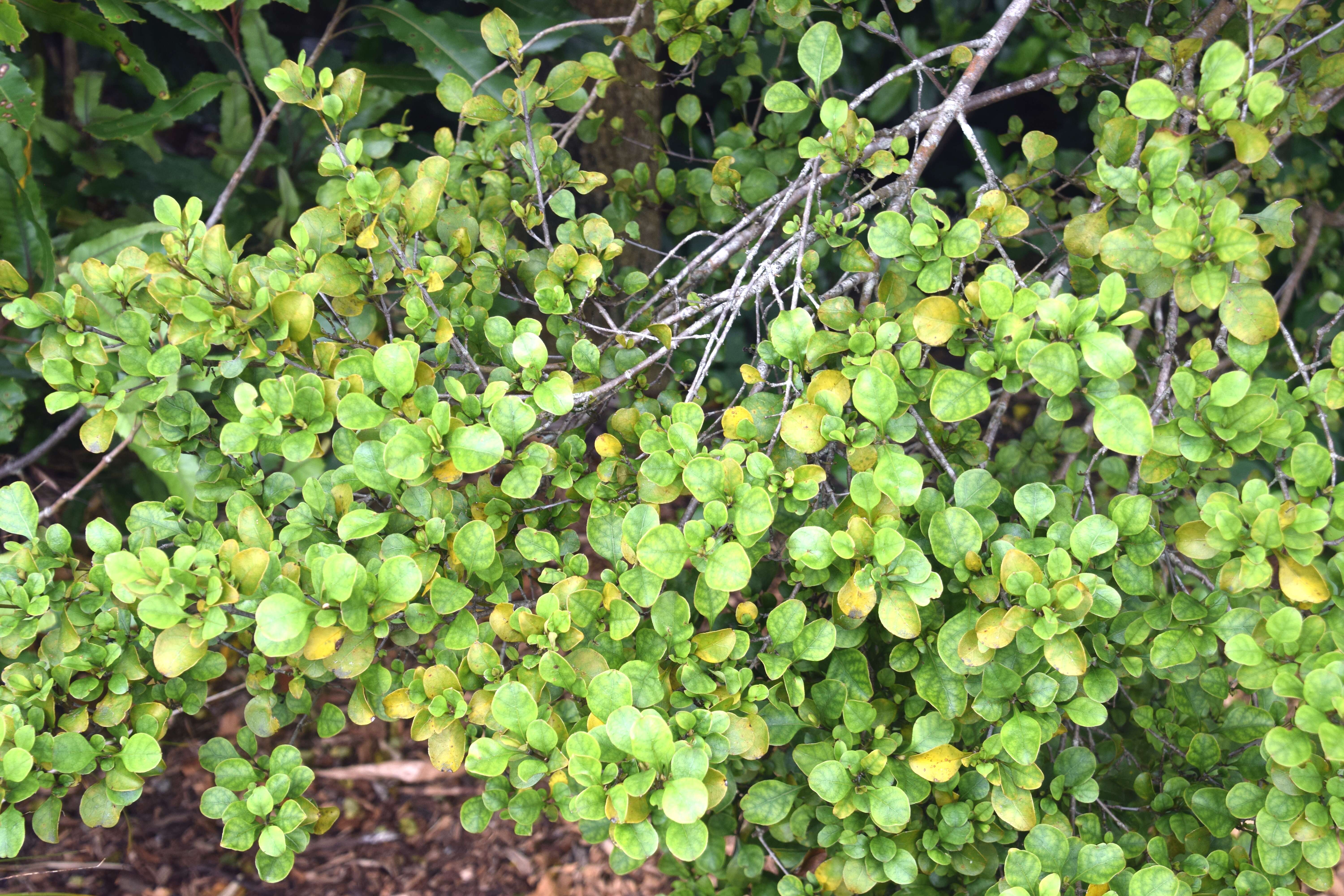 Image de Coprosma arborea Kirk