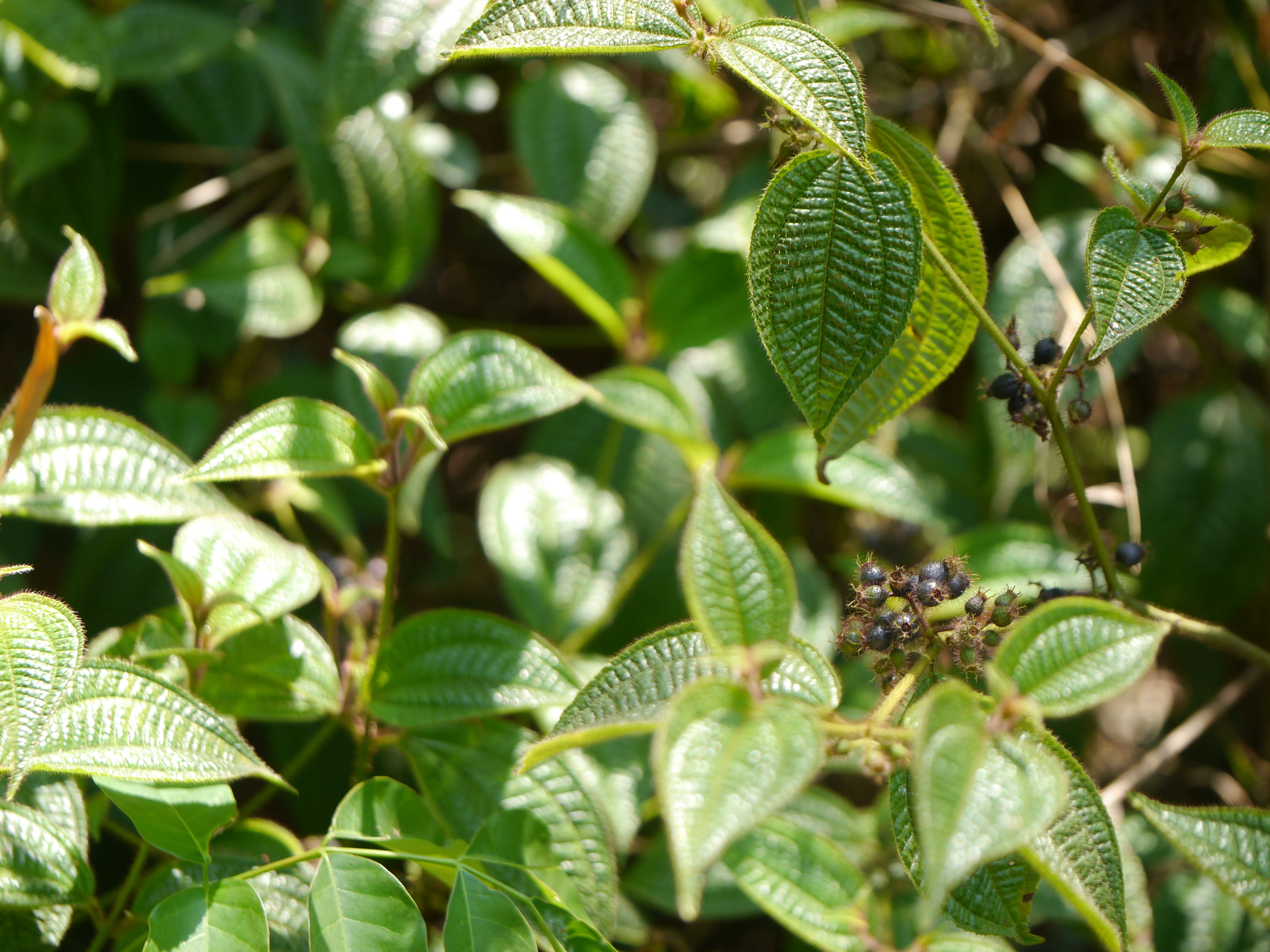 Image of soapbush