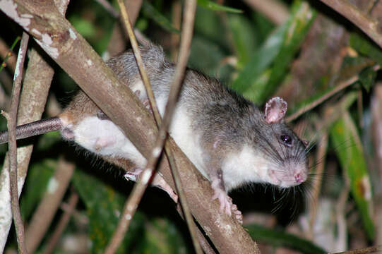 Image of Giant White-tailed Rat