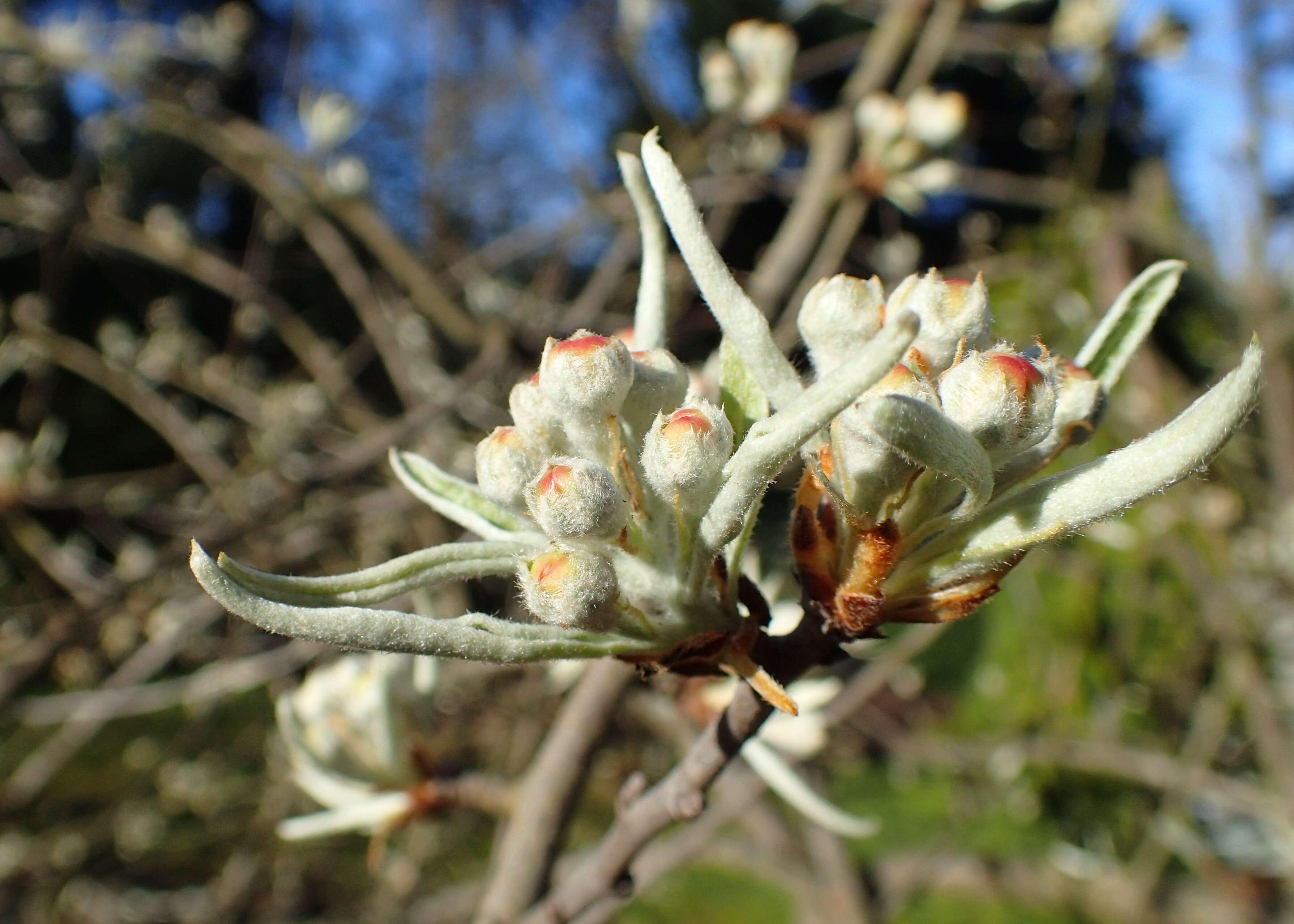 Plancia ëd Pyrus salicifolia Pall.