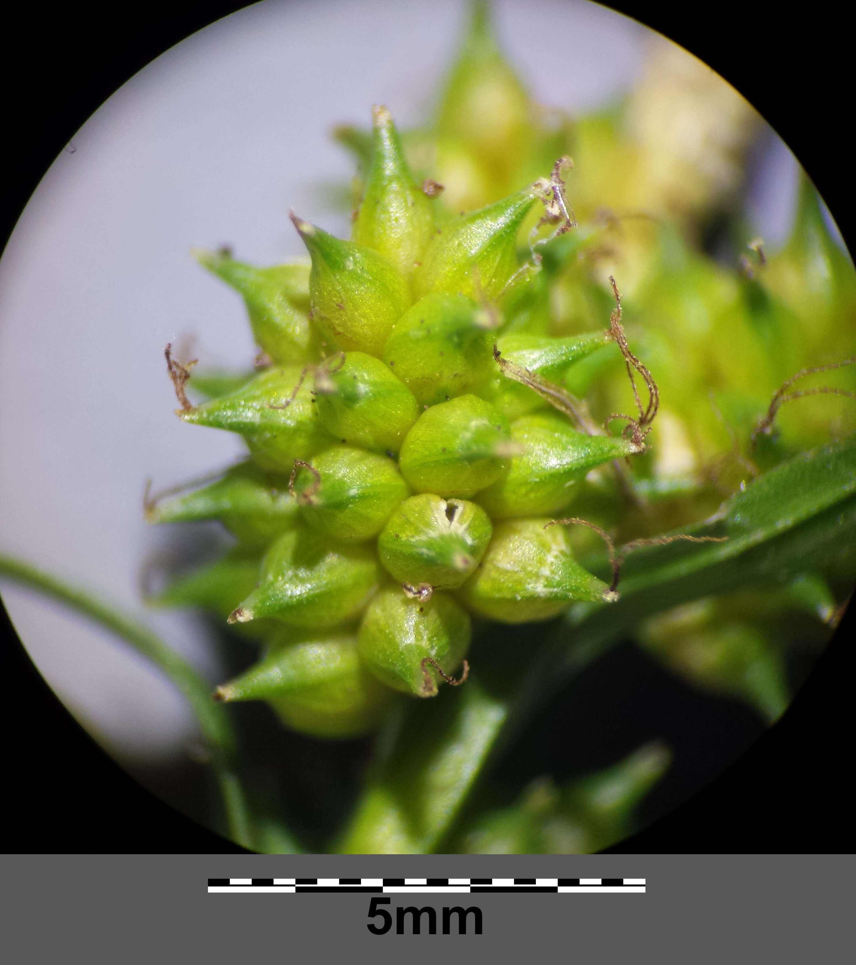 Image of Carex viridula