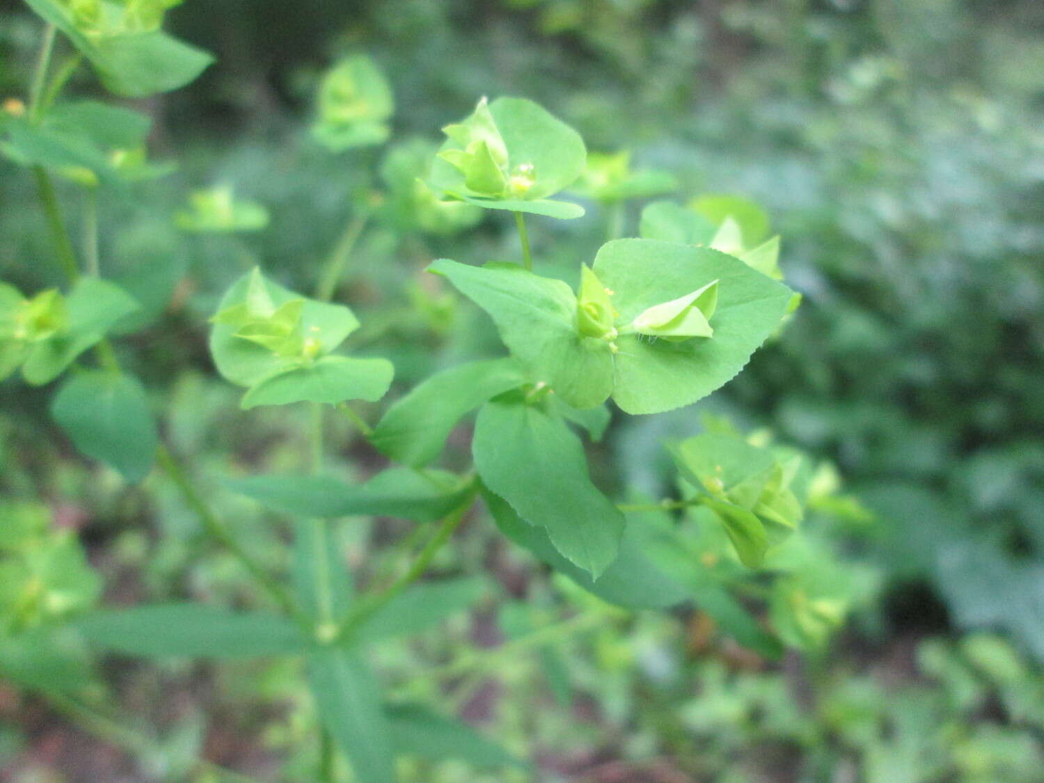 Image of sweet spurge