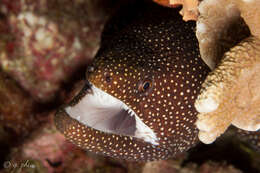 Image of Abbott's moray eel