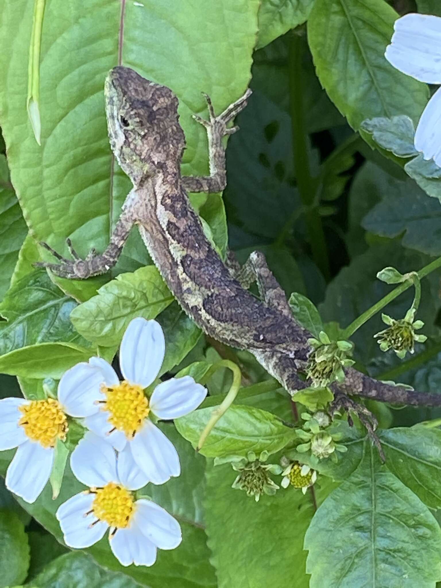 Image of Okinawa Tree Lizard