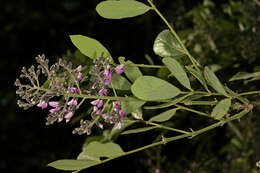 Plancia ëd Philenoptera violacea