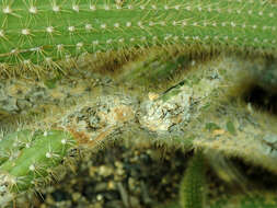 Image of Cleistocactus samaipatanus (Cárdenas) D. R. Hunt