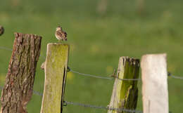 Image of Skylark