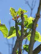 Image of Barbados nut