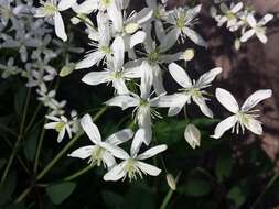 Imagem de Clematis recta L.