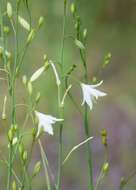 Image of Branched St Bernard's lily