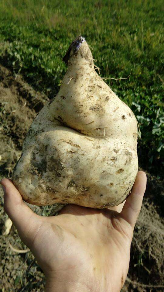 Image of sweet potato