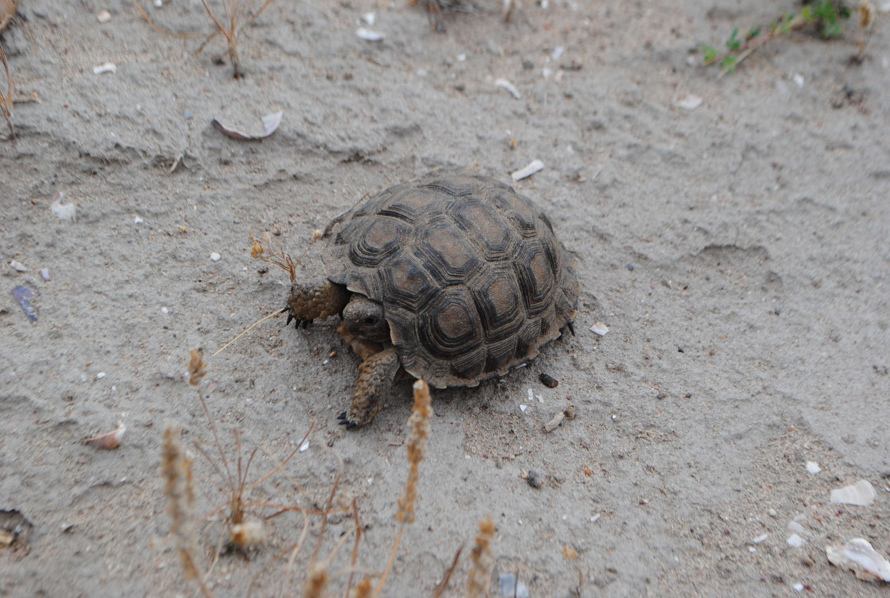 Image of Chilean Tortoise