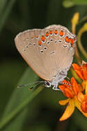 Image of Satyrium titus