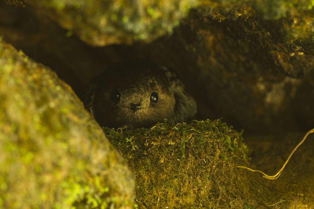 Image of Sooty Swift