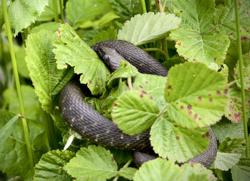 Image of Dice Snake