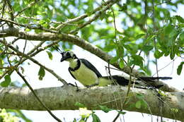 Image of Magpie-jay