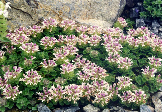 Слика од Teucrium pyrenaicum L.