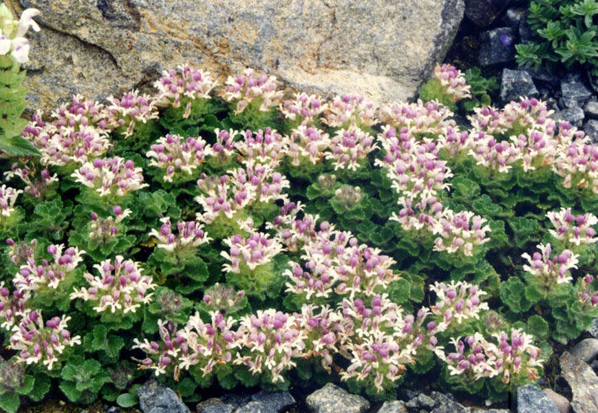 Слика од Teucrium pyrenaicum L.