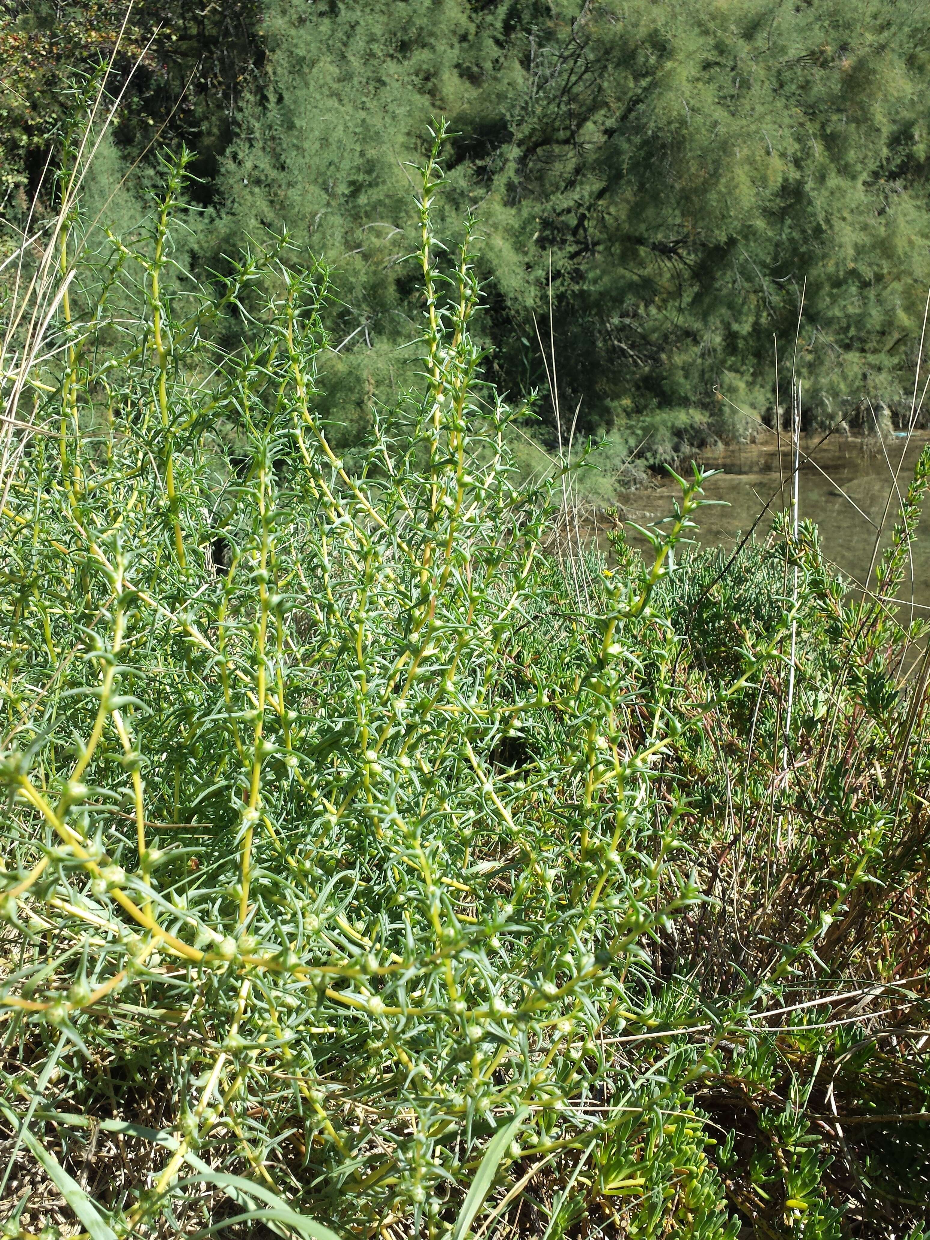 Imagem de Salsola soda L.