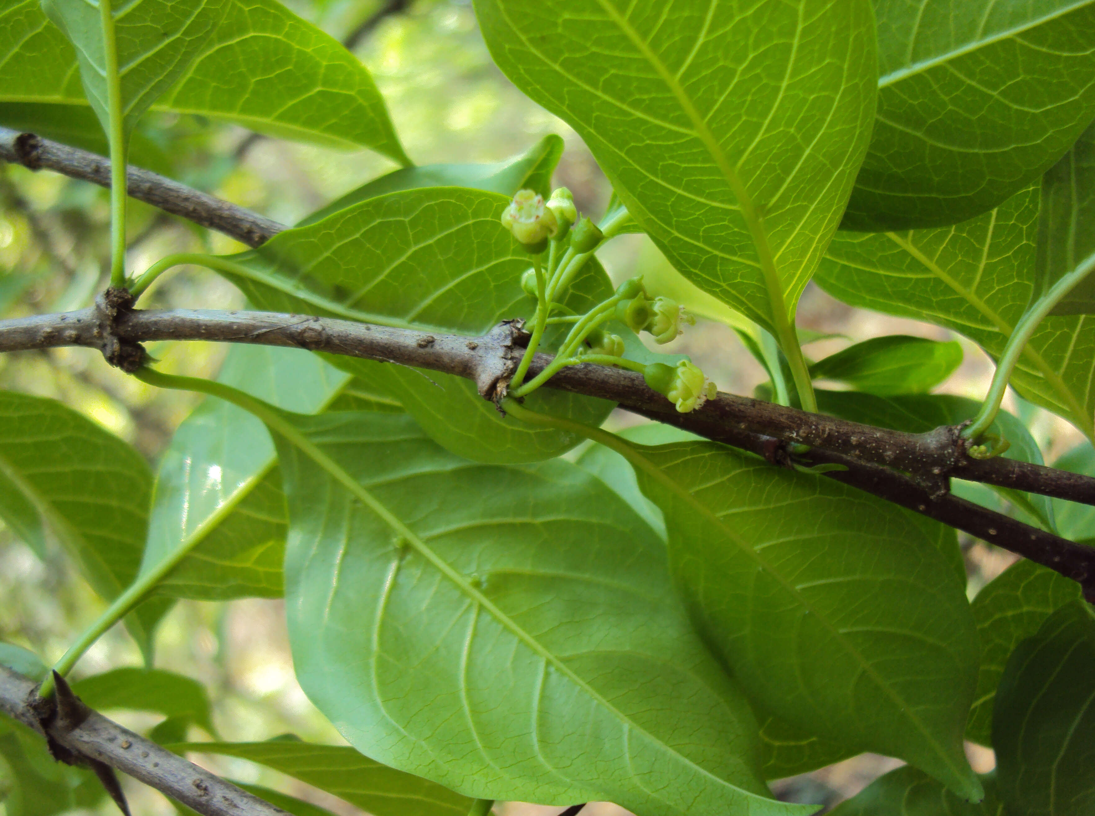 Image of Canthium coromandelicum (Burm. fil.) Alston