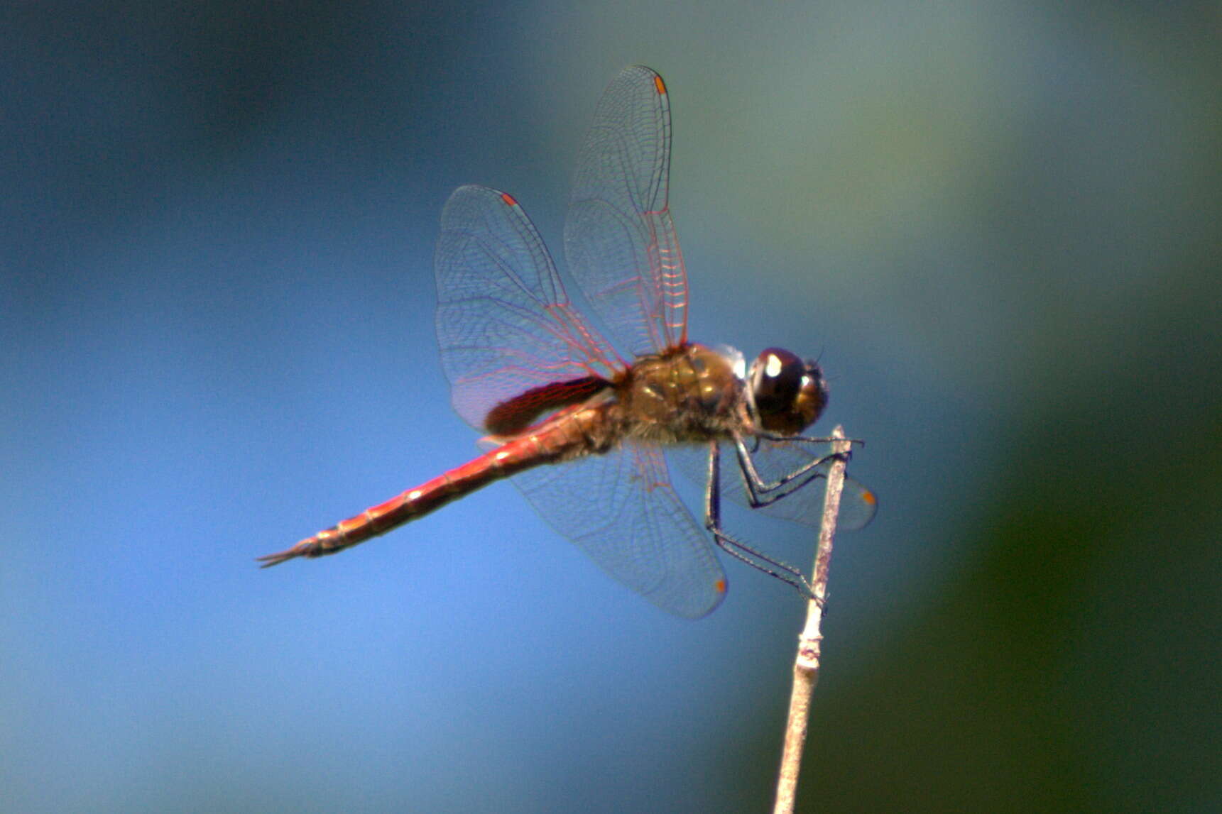 Tramea insularis Hagen 1861 resmi