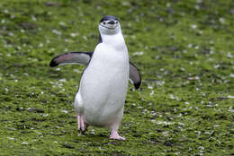 Image of Chinstrap Penguin