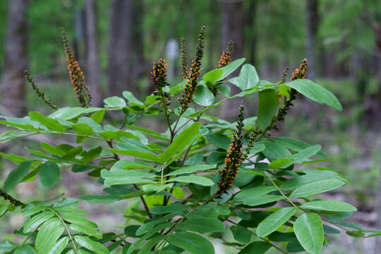 Image of shining false indigo