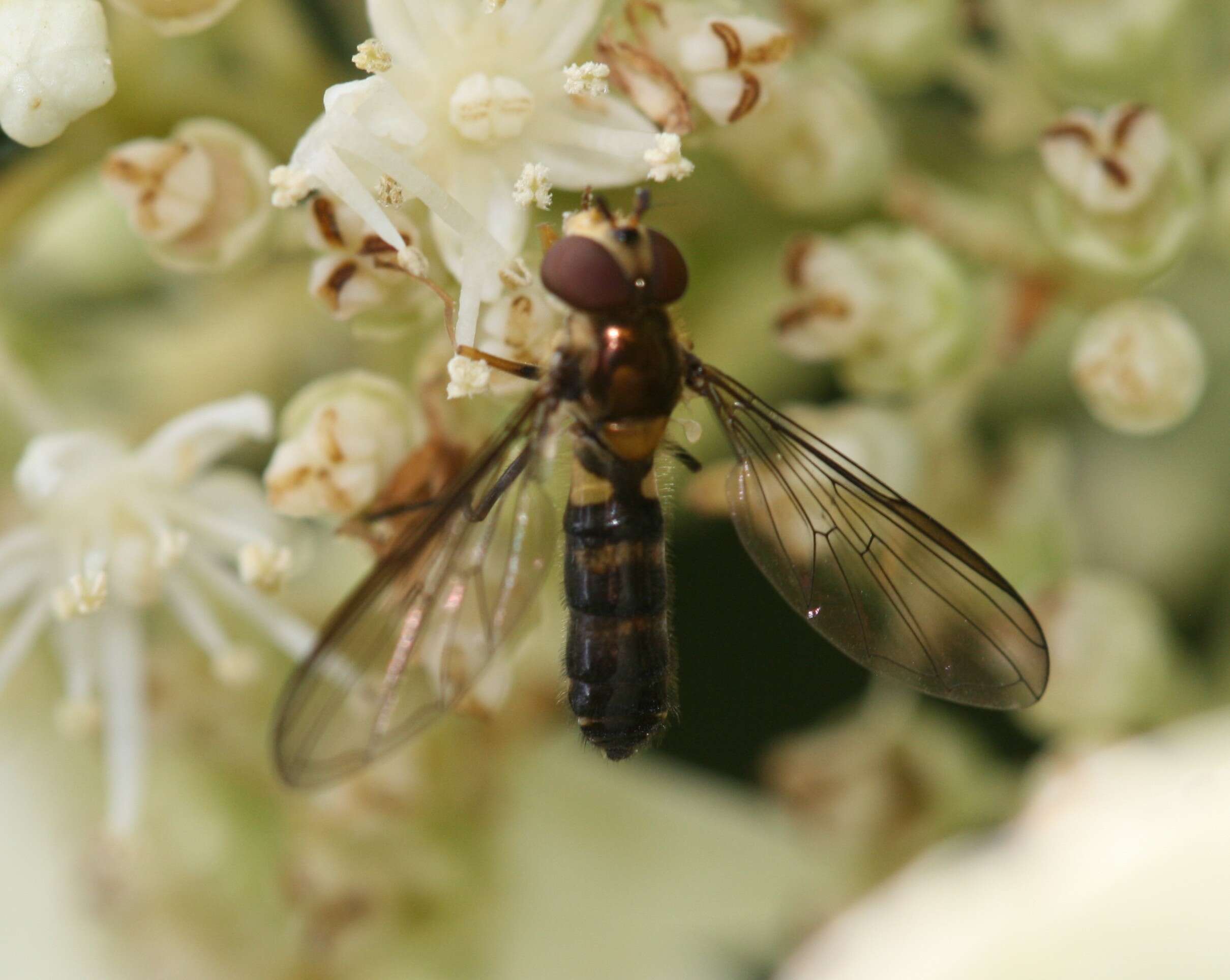 Image of Banded Meliscaeva