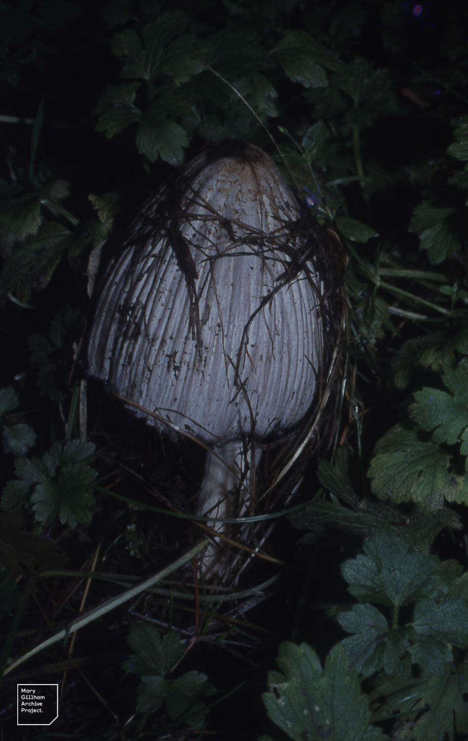 Coprinopsis atramentaria (Bull.) Redhead, Vilgalys & Moncalvo 2001 resmi