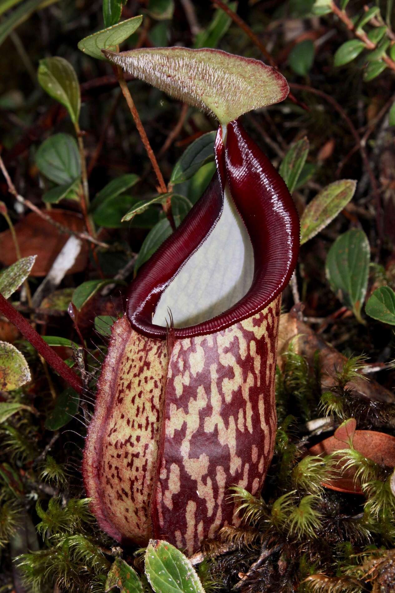 Image of Pitcher plant