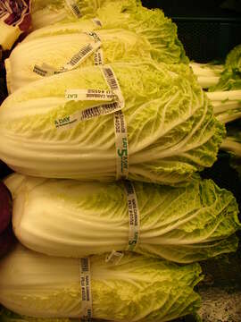 Image of Napa cabbage