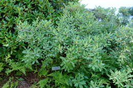 Слика од Rhododendron canadense (L.) Britton, Stern & Pogg.