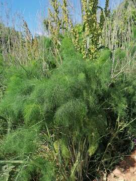 Image of fennel