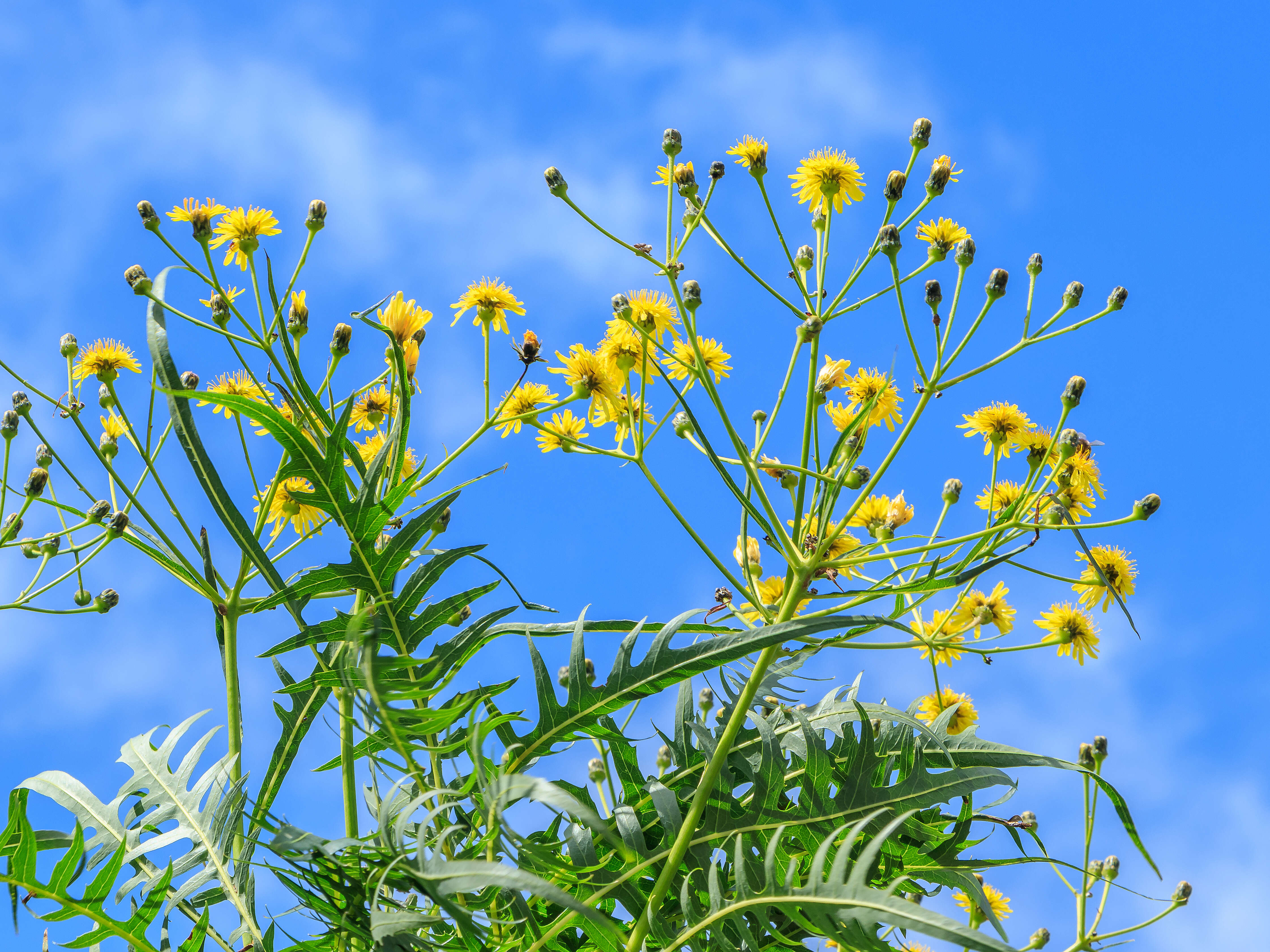 Image of Sonchus canariensis (Sch. Bip.) Boulos