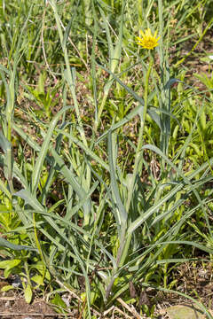 Image of yellow salsify