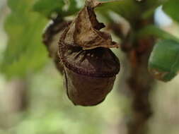 Image of Oak Leaf-roller