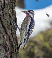 Image of Sapsucker