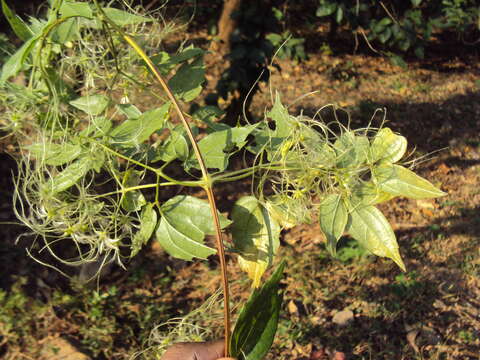 Image of Clematis javana DC.