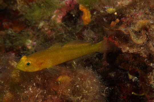 Image of Golden Goby