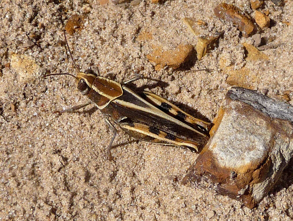 Image of Calliptamus barbarus (Costa & O. G. 1836)