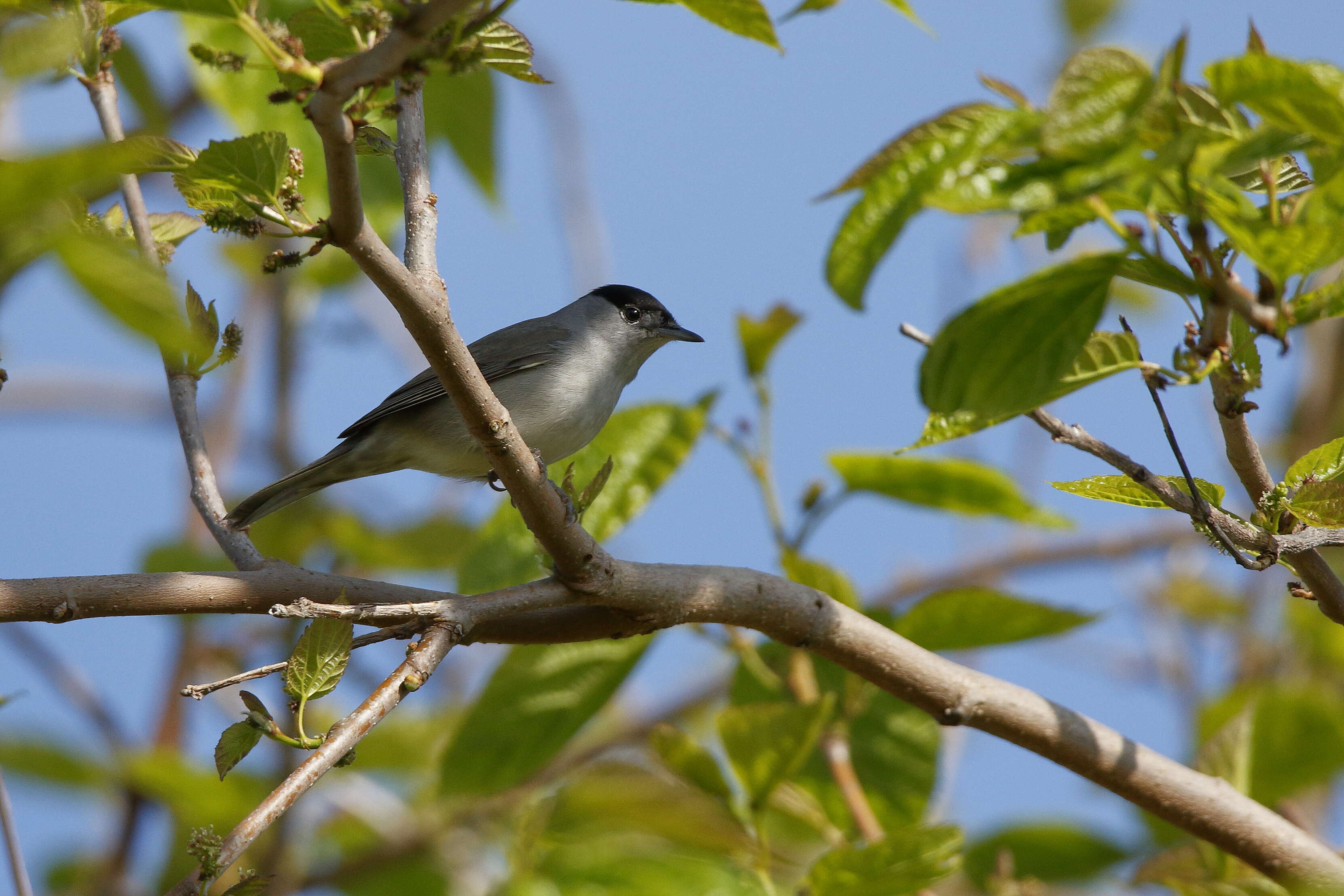 Imagem de Sylvia atricapilla (Linnaeus 1758)